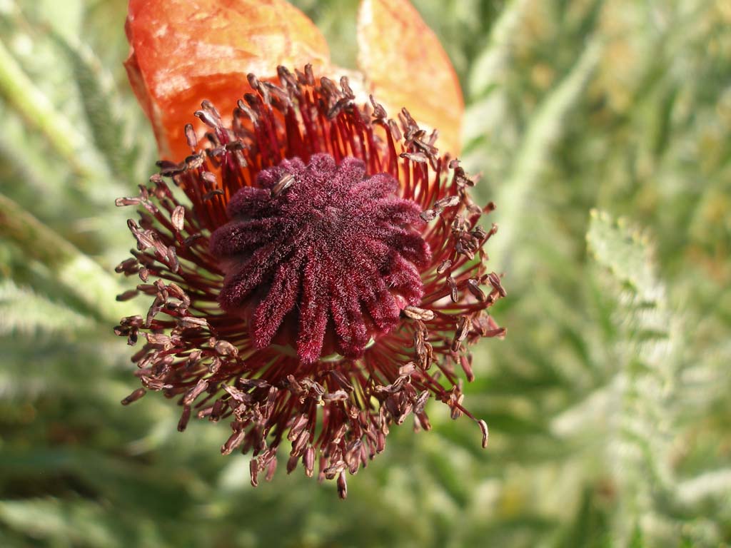 Turchia 5 - Papaver sp.